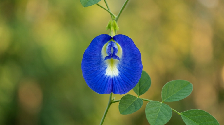 Infusea Journal Butterfly Pea Flower Featured Image